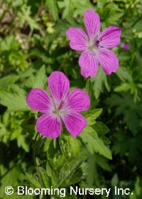 Geranium palustre